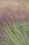 Hairawn muhly